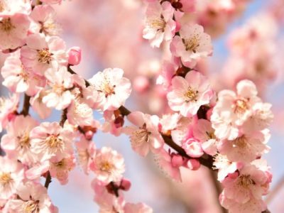 【偕楽園へ普通列車で行ってみた！】常磐線グリーン車の落とし穴と特急とのコスパ比較